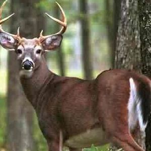 Meet your Posher, Arnold